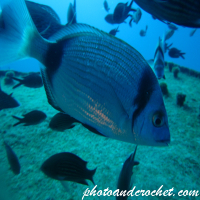 Two-banded Seabream - Image